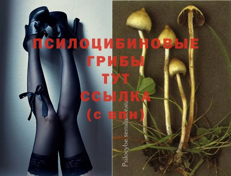 как найти закладки  Сарапул  Псилоцибиновые грибы Psilocybe 